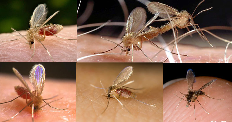 moskit jak wyglądają moskity